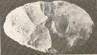 Coup de poing en pierre taillee (1 millions d'annees)